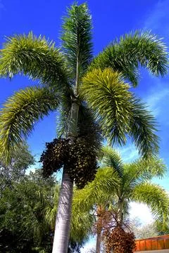 Tall Palm Tree Reaching the Sky 스톡 사진