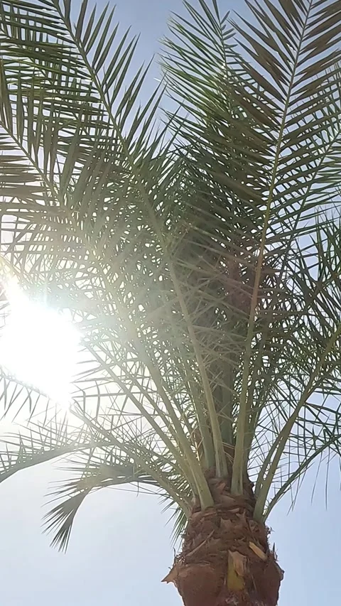 A Tall Palm Tree Reaching Upwards Towards the Bright Sky, Showcasing Its Lush 库存影片 331278532