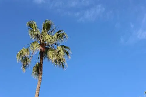A tall palm tree rises against a vivid blue sky with light wisps of clouds. Stock Photos