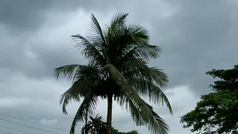 Tall palm tree silhouetted against a dramatic cloudy sky with lush green fo.. Stock Footage 340221653
