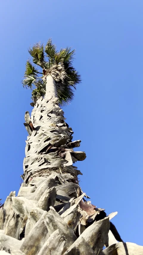 Tall palm tree stand steadfast against blue sky in breeze Stock Footage 342837923