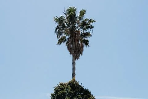 Tall Palm Tree Standing Against A Bright Blue Sky On A Clear Day Foto stock