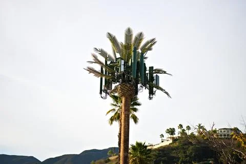 Tall palm tree stands against a pale sky Stock Photos