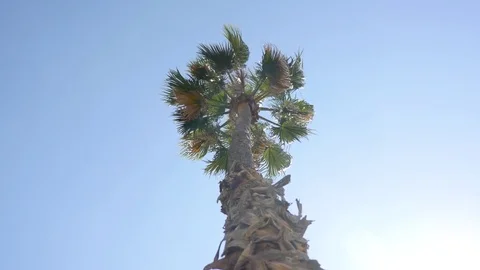 Tall palm tree in the sun Stock Footage 75689929