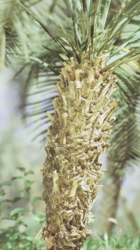 Tall palm tree surrounded by lush greenery in a tropical paradise setting Vídeo Stock 325076678