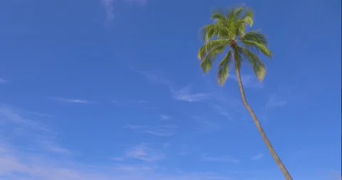 Tall palm tree sways in the wind under blue sky Stock Footage 138894670