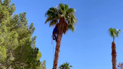 Tall Palm Tree trimming Stock Footage 252232024