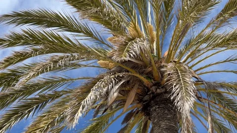 Tall Palm Tree Under Blue Sky Stock Footage 287954693