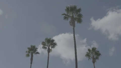 Tall Palm Trees Against Blue Sky and Soft White Clouds Stock Footage 343947760
