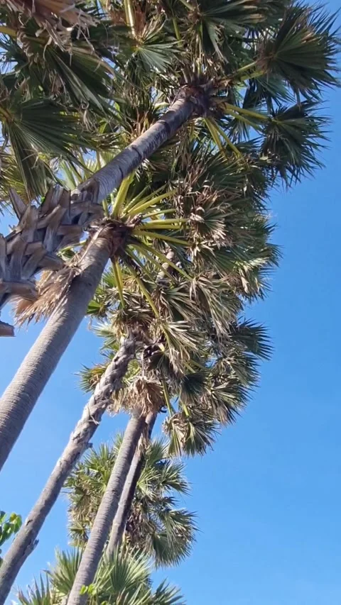 Tall Palm Trees Against Clear Blue Sky Stock-Footage 341007625