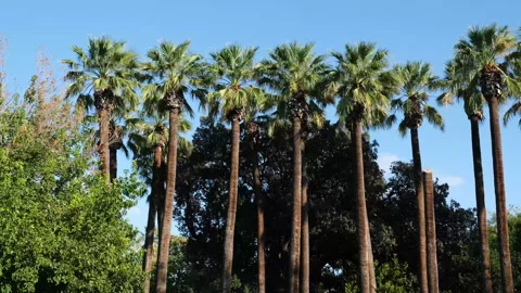 Tall palm trees and clear blue sky Stock Footage 301438784