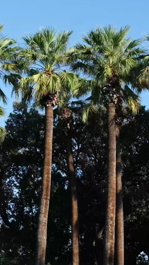 Tall palm trees and clear blue sky Stock Footage 302085070