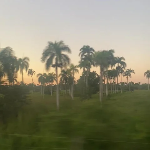 Tall palm trees and sunset Stock Footage 237971906