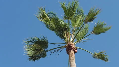Tall palm trees in blue sky background bottom view Stock-Footage 132834982