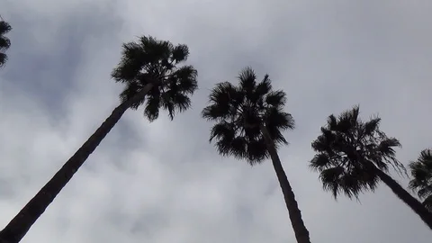 Tall palm trees circular cloudy sky Stock Footage 129972611
