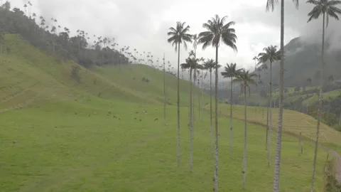Tall Palm Trees of Cocora Valley, Salento, Colombia Video stock 232720102