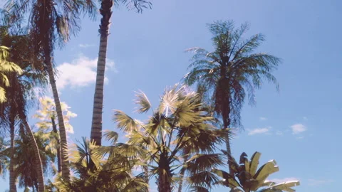 Tall Palm Trees Dance Under a Clear Blue Sky in a Tropical Paradise Stock Footage 344951373