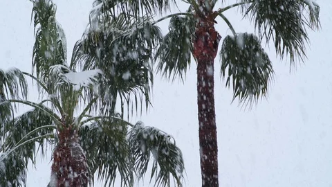 Tall palm trees during a rare snow storm Vídeos de archivo 103389698
