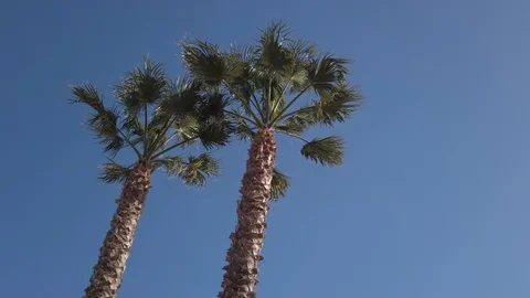 Tall Palm Trees Stock Footage 125848829