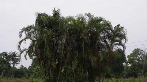 Tall Palm Trees 库存影片 333999539