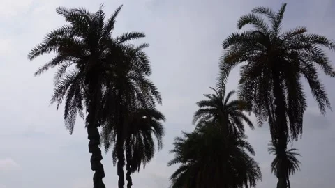 Tall Palm Trees 库存影片 335213768