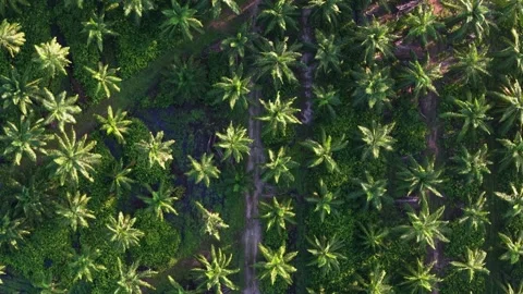 Tall palm trees form a uniform plantation.\nA dirt path winds through Video stock 344954147
