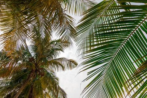 Tall palm trees frame a bright, open sky 스톡 사진