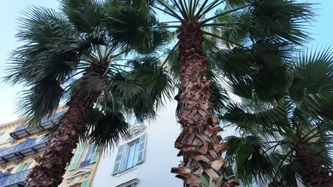 Tall palm trees grow in front of a residential building in Nice. Stock Footage 298967742