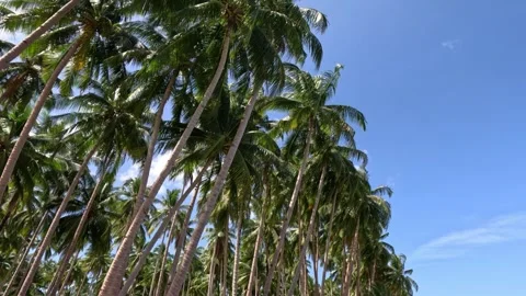 Tall Palm Trees Growing Under Bright Sunlight on a Philippine Beach Stock Footage 339963041
