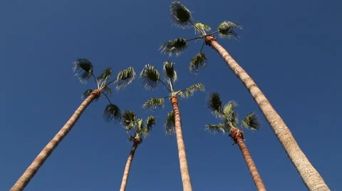 Tall Palm Trees (Low Angle Tilt Up) Stock Footage 47072534