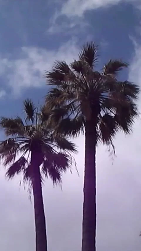 Tall palm trees move in the wind Stock Footage 135082539