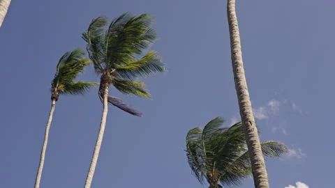 Tall palm trees move in the wind Vídeo Stock 268820200