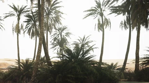 Tall palm trees near sandy area with light background in daytime Stock Footage 344100293