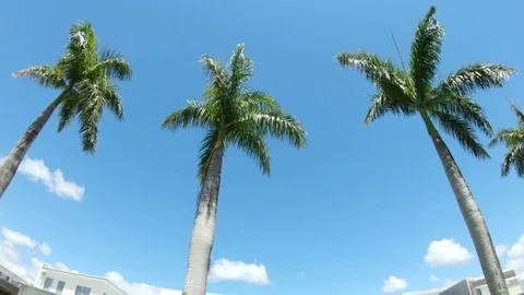 Tall palm trees on a palm tree lined road tilt up view Gold Coast Australia Stock Footage 100798335