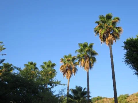 Tall Palm Trees Stock Photos