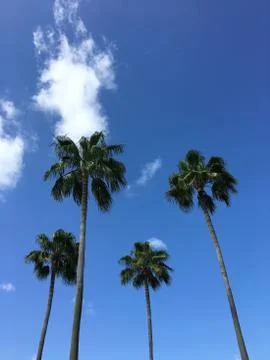 Tall palm trees Stock Photos