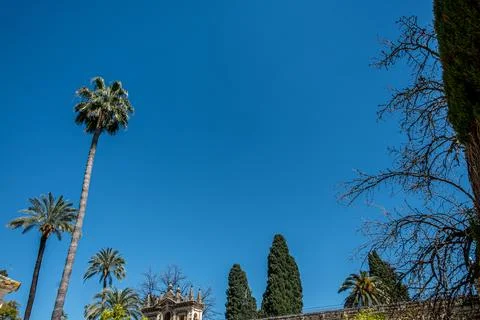 Tall Palm Trees Stock Photos