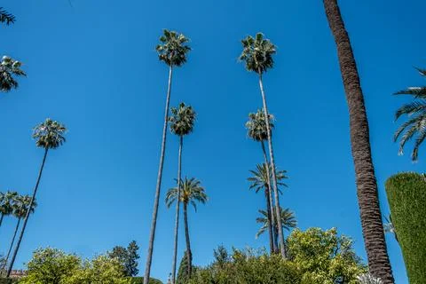Tall Palm Trees Stock Photos