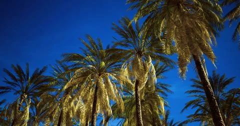 Tall palm trees reaching for a bright blue sky in a warm tropical setting イラスト素材