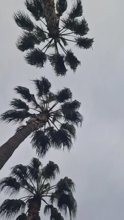 Tall Palm Trees Reaching the Sky on a Cloudy Day – Natural Street View (4K) Stock Footage 305854479