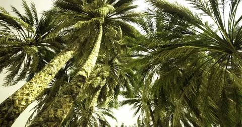 Tall palm trees reaching towards the sky in a lush tropical setting Illustrazione stock