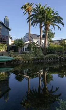 Tall Palm Trees Reflected in Calm Venice Canal beside Waterfront Homes in Ven 写真素材