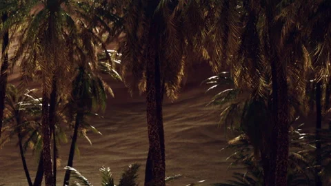 Tall palm trees stand in a desert landscape with sandy ground and clear sky Stock Footage 340223214