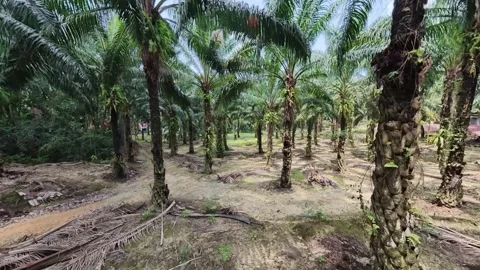 Tall palm trees stand in a wide, open plantation Video stock 337997717