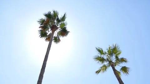 Tall palm trees in the sun Stock-Footage 75689946