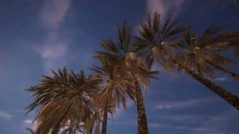 Tall palm trees sway gently under a clear evening sky in a tropical paradise Vídeo Stock 327193473