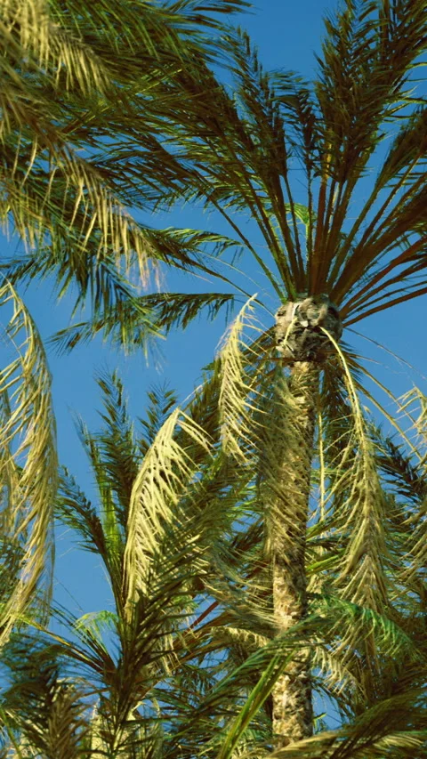 Tall palm trees sway gently under a clear blue sky in tropical paradise Stock Footage 327264405
