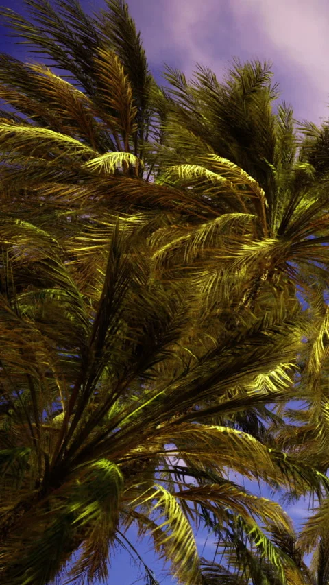 Tall palm trees sway under blue sky during sunny daytime in tropical location Stock Footage 331368614