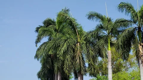 Tall Palm Trees Swaying in Wind Blue Sky — Tropical Nature Summer Background Stock Footage 336287106