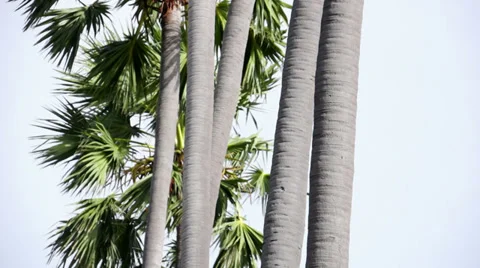 Tall Palm Trees - Tilt Stock-Footage 28014276